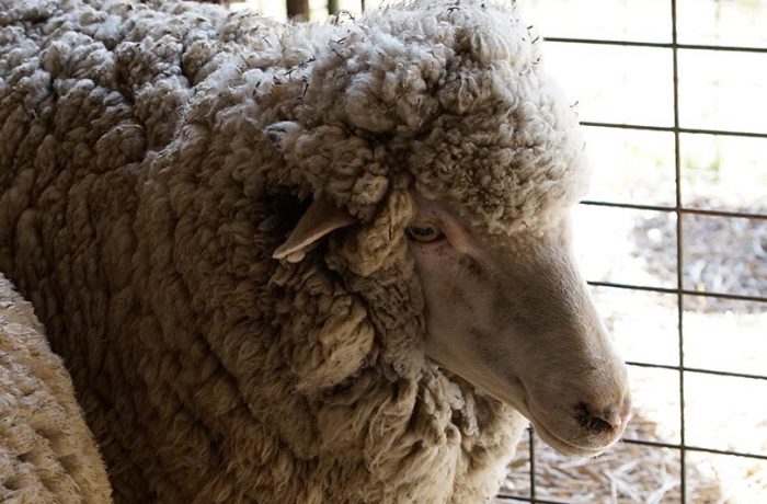 Shearing & Fleece – Sections E & F