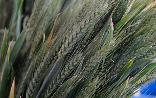 Off The Land – Sections H, I & S