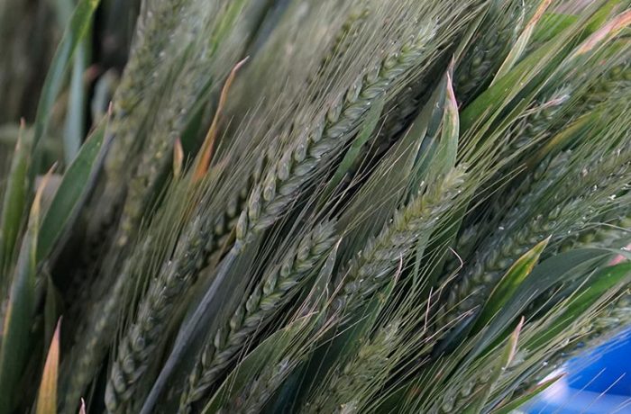 Off The Land – Sections H, I & S