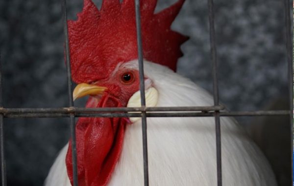 Poultry – Section G