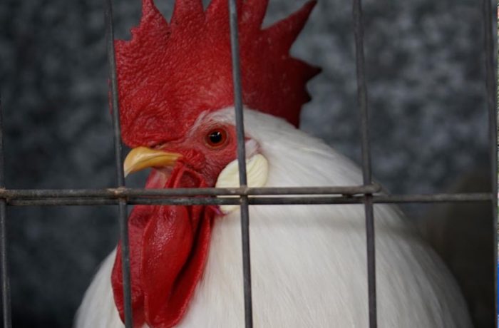 Poultry – Section G